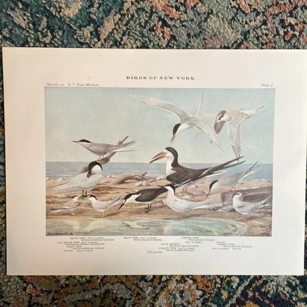 🖤 5/$25 Antique Ornithological Bird Print Original ocean birds